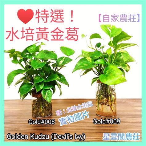 水種植物招財|前陽台招財植物大全！15 種適合陽台的植物助你財源。